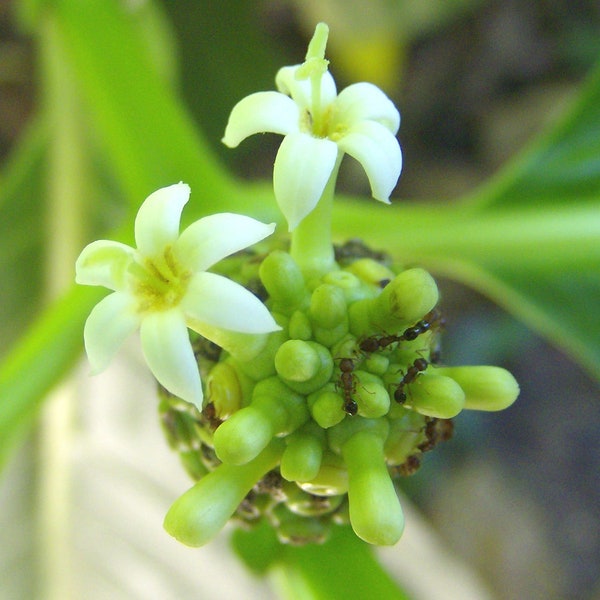 Morinda citrifolia | Beach & Indian Mulberry | Cheese Fruit | Noni | 5_Seeds