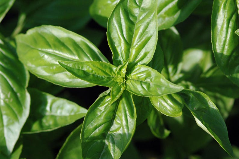 Ocimum basilicum Sweet Basil 50_Seeds image 5