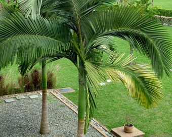 Archontophoenix alexandrae | King Alexander & Northern Bangalow Palm | 5_Seeds