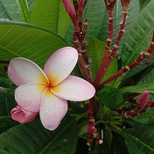 Plumeria rubra | Red Frangipani | Nosegay | Pagoda Tree | Temple Flower| 5_Seeds