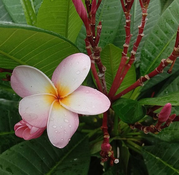 Plumeria Rubra | Red Frangipani | Nosegay | Pagoda Tree | Temple Flower|  5_seeds - Etsy