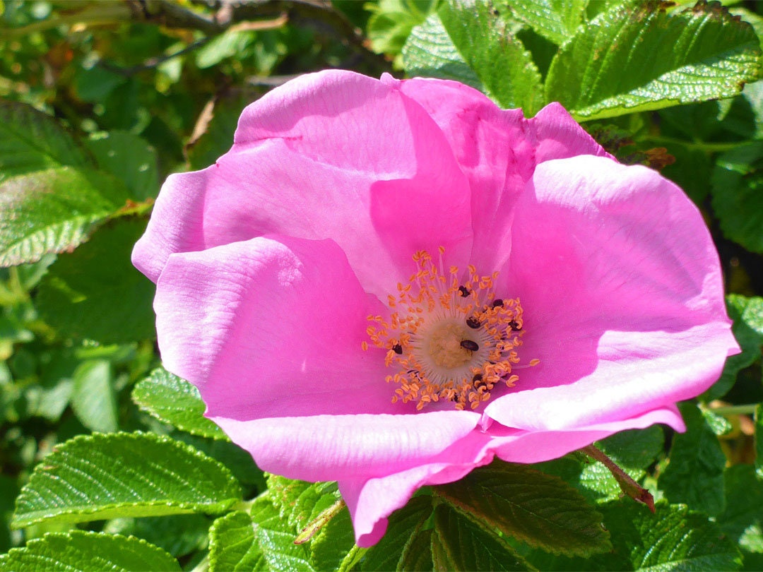 Rosa Rugosa Pink | Beach, Japanese, Ramanas, and Saltspray Rose