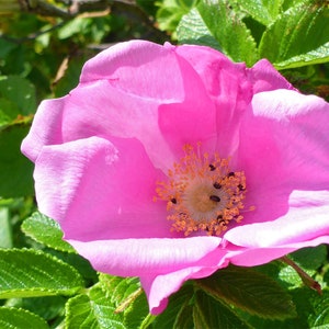 Op de afbeelding: Een helder roze bloem met een gele kern en delicate oranje meeldraden. De bloemblaadjes zijn zacht en gelaagd, omringd door groene bladeren. De bloem staat in volle bloei en toont haar natuurlijke schoonheid.