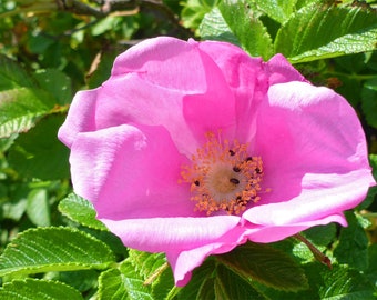 Rosa Rugosa Pink | Beach, Japanese, Ramanas, and Saltspray Rose