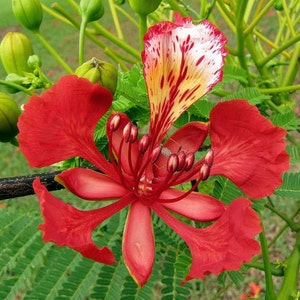 Delonix regia Royal Poinciana Flamboyant Flame Tree Gulmohar 5_Seeds image 1