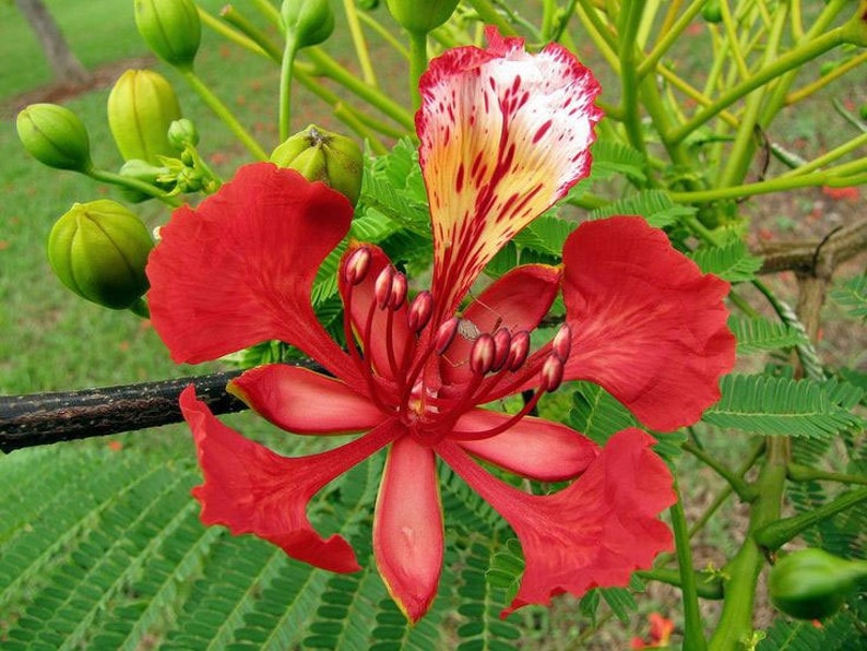 Delonix regia Royal Poinciana Flamboyant Flame Tree Gulmohar 5_Seeds image 1