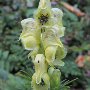 Aconitum anthora Yellow Monkshood 10_Seeds image 2