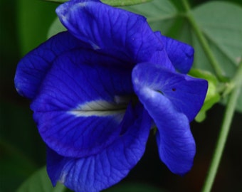 Clitoria ternatea Dubbelblå | Fjärilsärt | 10 frön