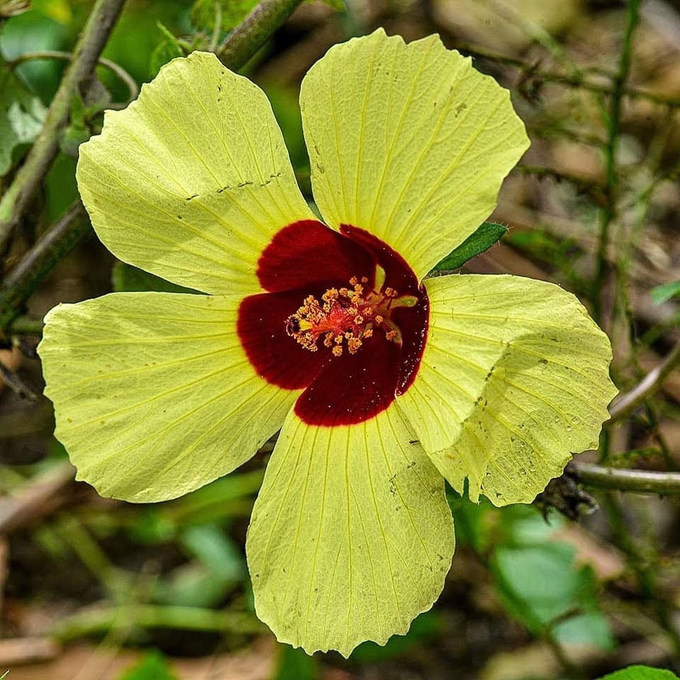Hibiscus Surattensis | Bush Sorrel | Wild Sour | 20_seeds - Etsy
