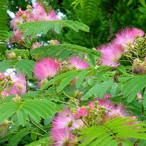 Albizia julibrissin Mimosa Tree 5_Seeds image 2