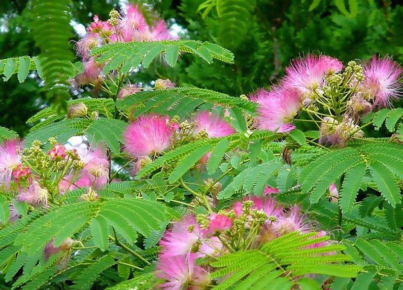 Albizia julibrissin Mimosa Tree 5_Seeds image 2