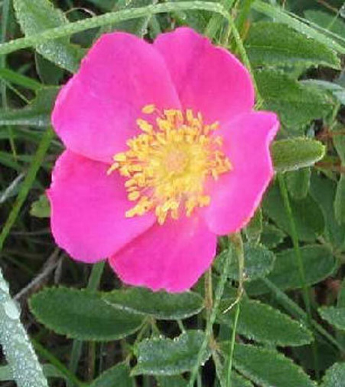 Rosa Arkansana | Wild Roser | Arkansas Prairie Wild Rose | 20_seeds - Etsy