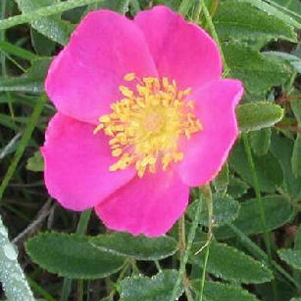Wild Prairie Rose Etsy