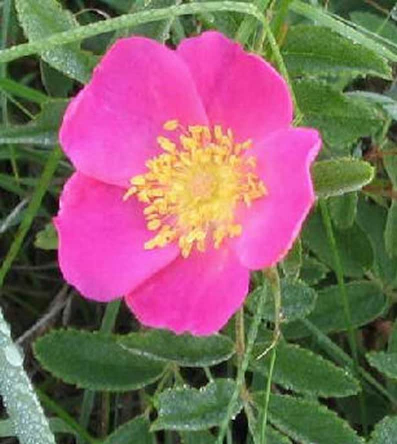 Rosa Arkansana | Wild Roser | Arkansas Prairie Wild Rose | 20_seeds - Etsy