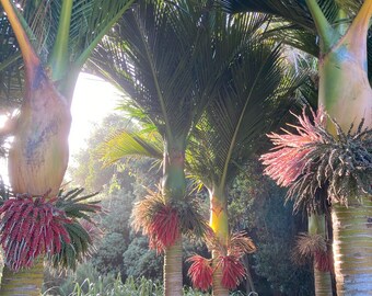 Rhopalostylis Sapida | Nīkau Palm | 20_seeds - Etsy