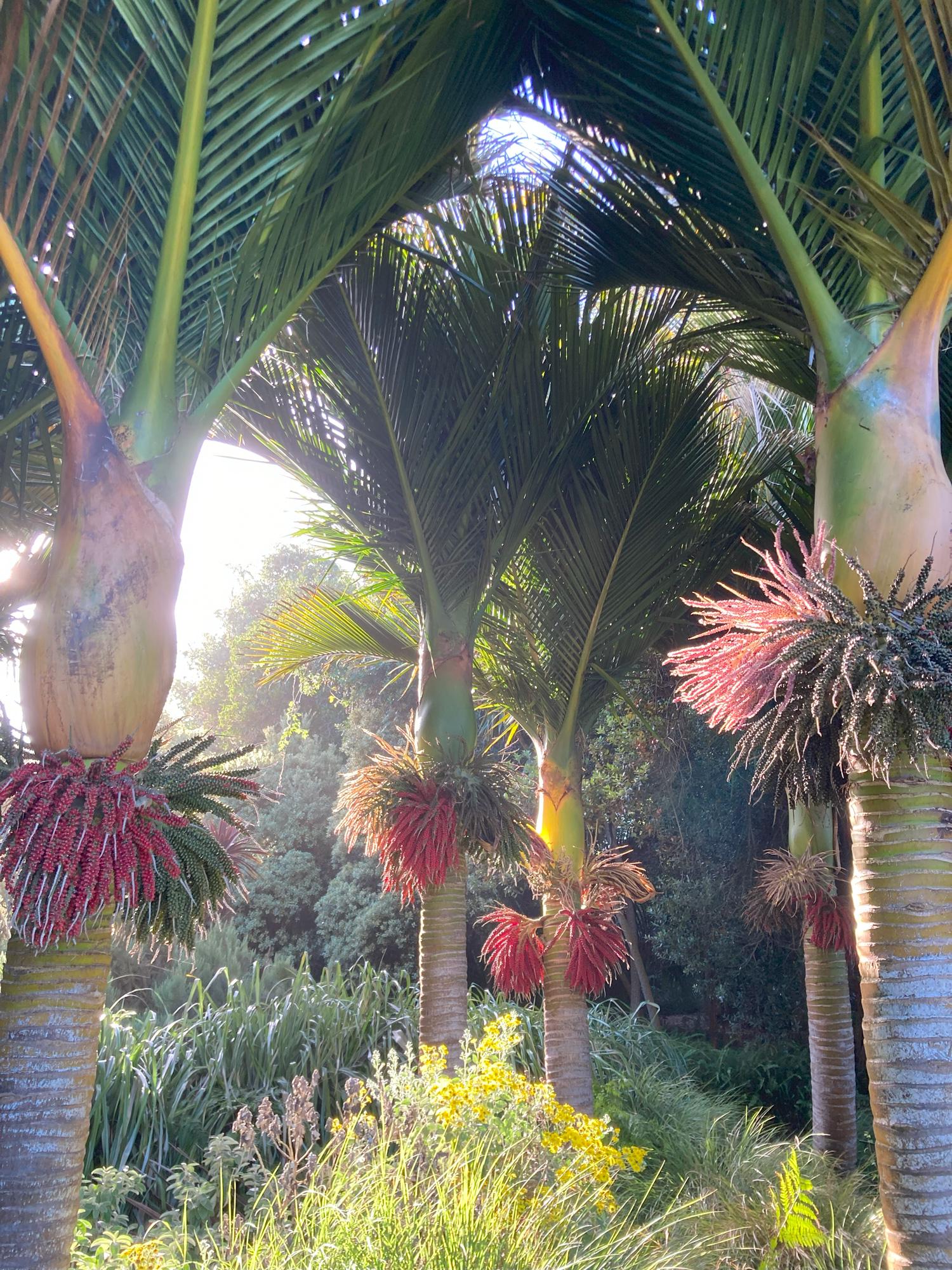 Rhopalostylis Sapida | Nīkau Palm | 20_seeds - Etsy