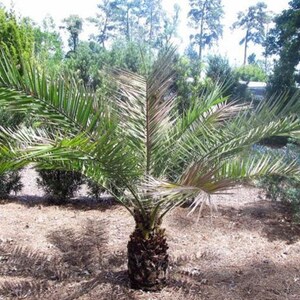 Phoenix pusilla Ceylon Date Palm Flour Palm 5_Seeds image 2
