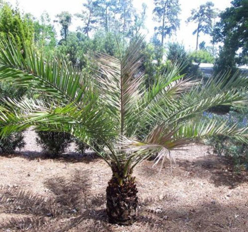 Phoenix pusilla Ceylon Date Palm Flour Palm 5_Seeds image 2