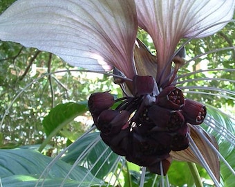 Tacca chantrieri White | Nivea | White Bat Flower | Bat-Head Lily | 20_Seeds