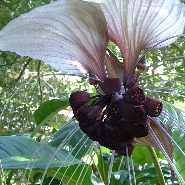 May include: A close-up of a unique flower with large, white, petal-like sepals and a cluster of dark purple, almost black, berries. The flower has long, thin, white filaments extending from the berries.