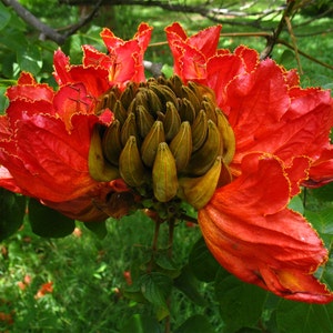 Spathodea campanulata | African Tulip Tree | Flame of The Forest | 20_Seeds