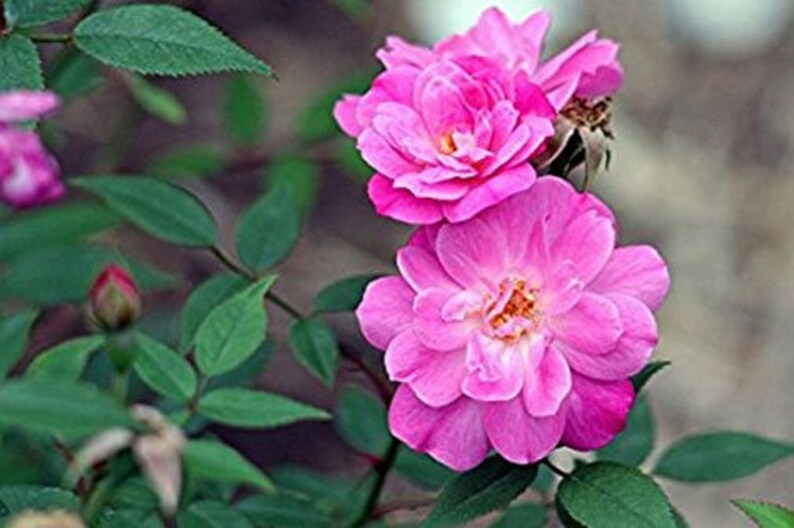 Semi Di Rosa Miniatura 'Angel Wings' (Rosa Chinensis) - 10 Semi Per Coltivare Rose Nane Da Balcone O Giardino - 4