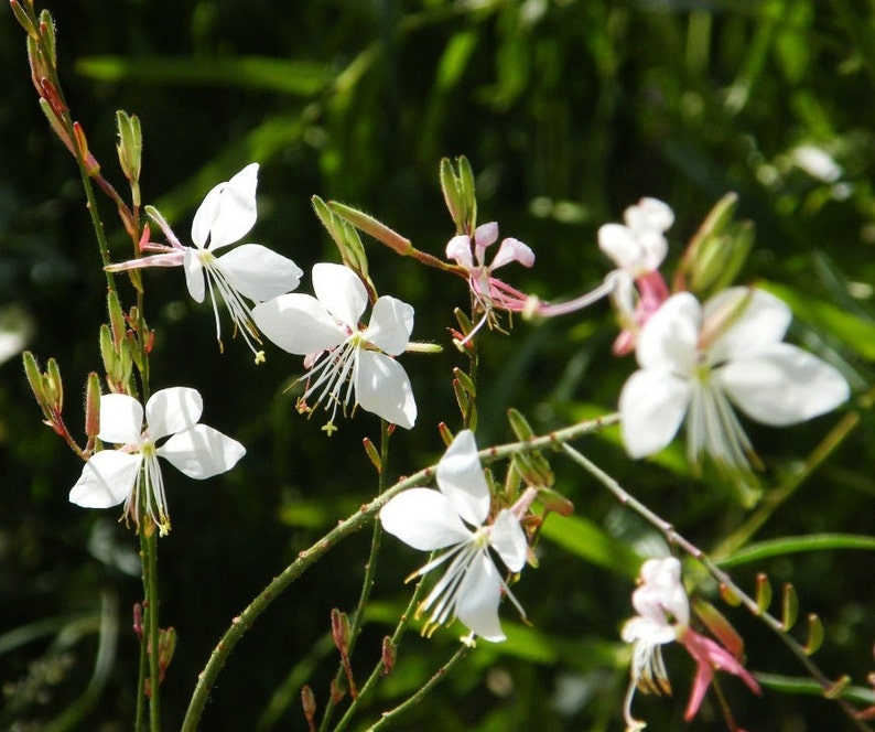 Oenothera Lindheimeri Indian Feather Pink & White Gaura Etsy