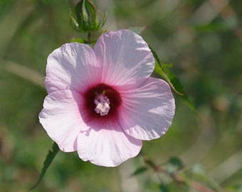 Hibiscus laevis | Halberd Leaf Rose Mallow | 10_Seeds