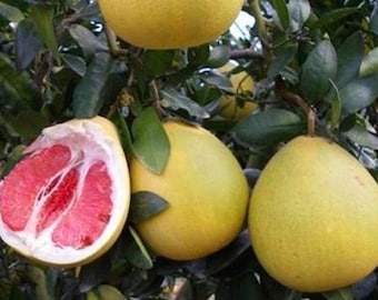 Citrus maxima Red Flesh | Chinese Grapefruit | Pomelo | Pumello | 5_Seeds