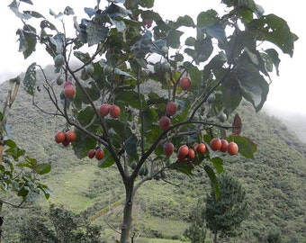 Cyphomandra betacea | Tamarillo | Tree Tomato| 10_seeds