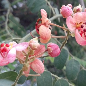 Cassia roxburghii Ceylon Senna Red Cassia 10_Seeds image 5