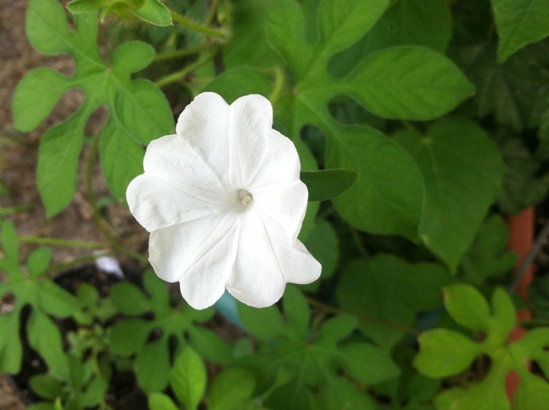 Ipomoea pes-tigridis Tigers Foot Morning Glory 10_Seeds image 2