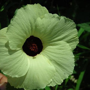 Hibiscus vitifolius Grape Leaved Mallow Tropical Fanleaf 10_Seeds image 2