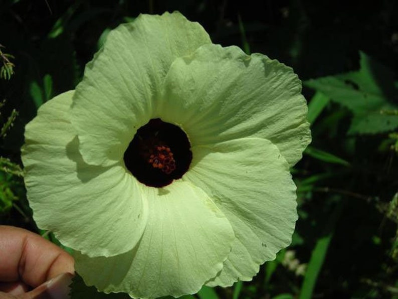 Hibiscus vitifolius Grape Leaved Mallow Tropical Fanleaf 10_Seeds image 2