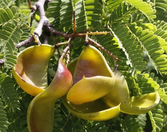 Caesalpinia coriaria | American Sumac | Divi-divi | Cascalote |20_Seeds