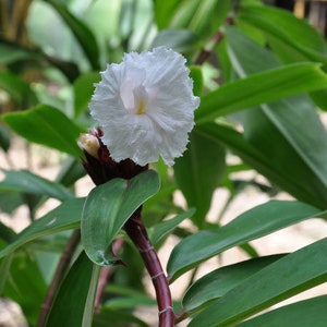 Costus speciosus Crepe Malay Ginger Canereed 20_Seeds image 4