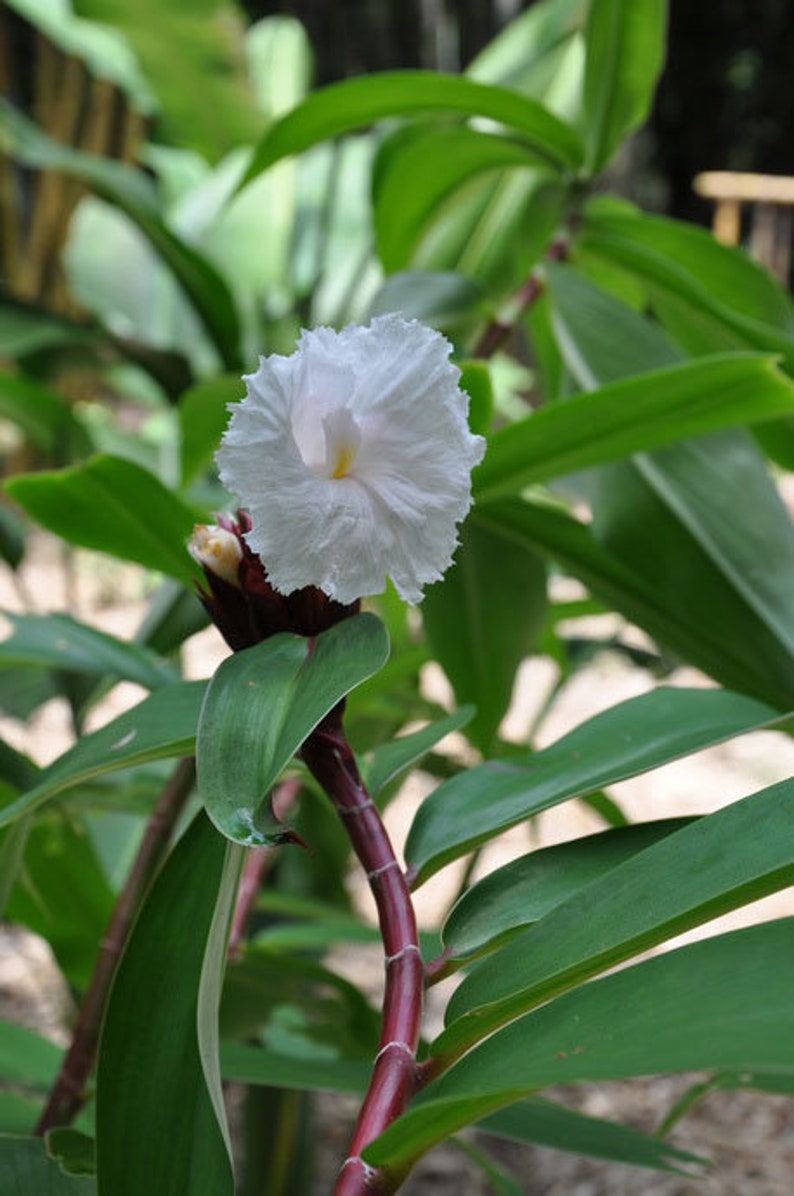 Costus speciosus Crepe Malay Ginger Canereed 20_Seeds image 4