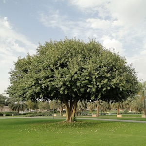 Ficus infectoria | Strangler & Cuvi White Fig | Banyan | 50_Seeds