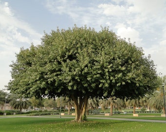 Ficus infectoria | Strangler & Cuvi White Fig | Banyan | 50_nasion