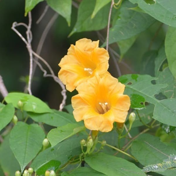 Ipomoea aurantiaca | Chiapas Morning Glory | 10_Seeds