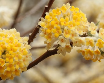 Edgeworthia chrysantha | Oriental Paperbush | Mitsumata | 50_Seeds