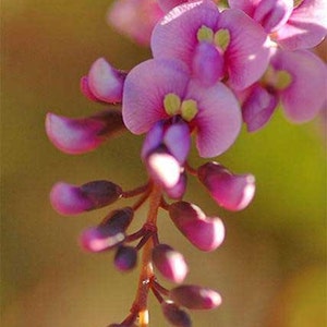 Hardenbergia violacea Rosea | Happy Wanderer | Pink Climbing Pea Vine | 5_Seeds