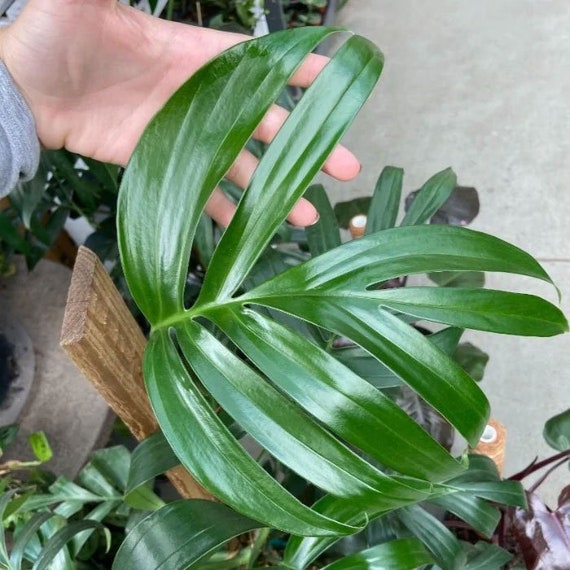 monstera schmuck Armband, Monstera  Lckheide