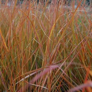 Anemanthele lessoniana | Stipa arundinacea | Feather & Hair Grass | 100_Seeds