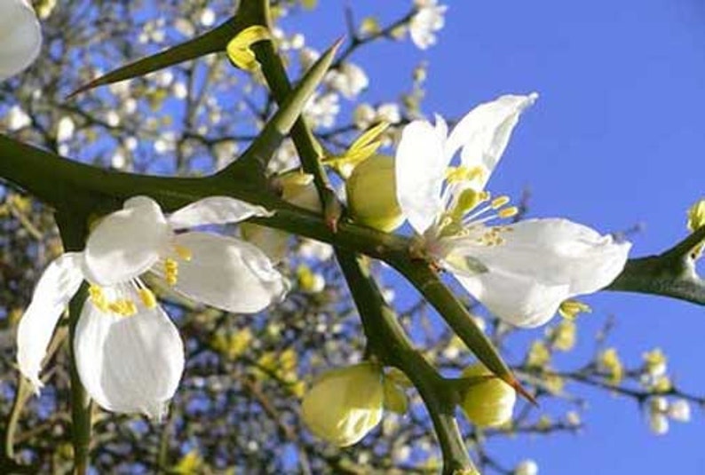 ButterflyGardenSeeds Poncirus trifoliata Contorted Flying Dragon Seeds - Thumbnail 2