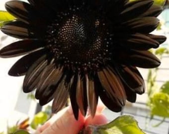 May include: A close-up of a fully bloomed black sunflower. The flower has dark petals and a dark center. The petals are slightly curved and pointed. The flower is held by a person's hand, with green leaves in the background.