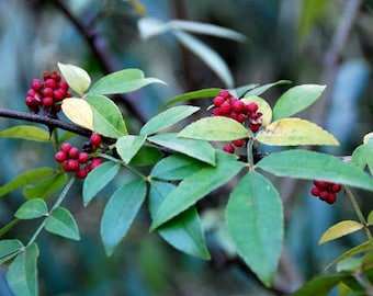 Zanthoxylum planispinum | Winged Prickly Ash | Bamboo-leaf | 10_Seeds