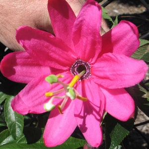 Passiflora tripartita mollissima | Banana Poke Passion Flower | 20_Seeds