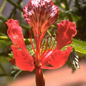 Delonix regia Royal Poinciana Flamboyant Flame Tree Gulmohar 5_Seeds image 4