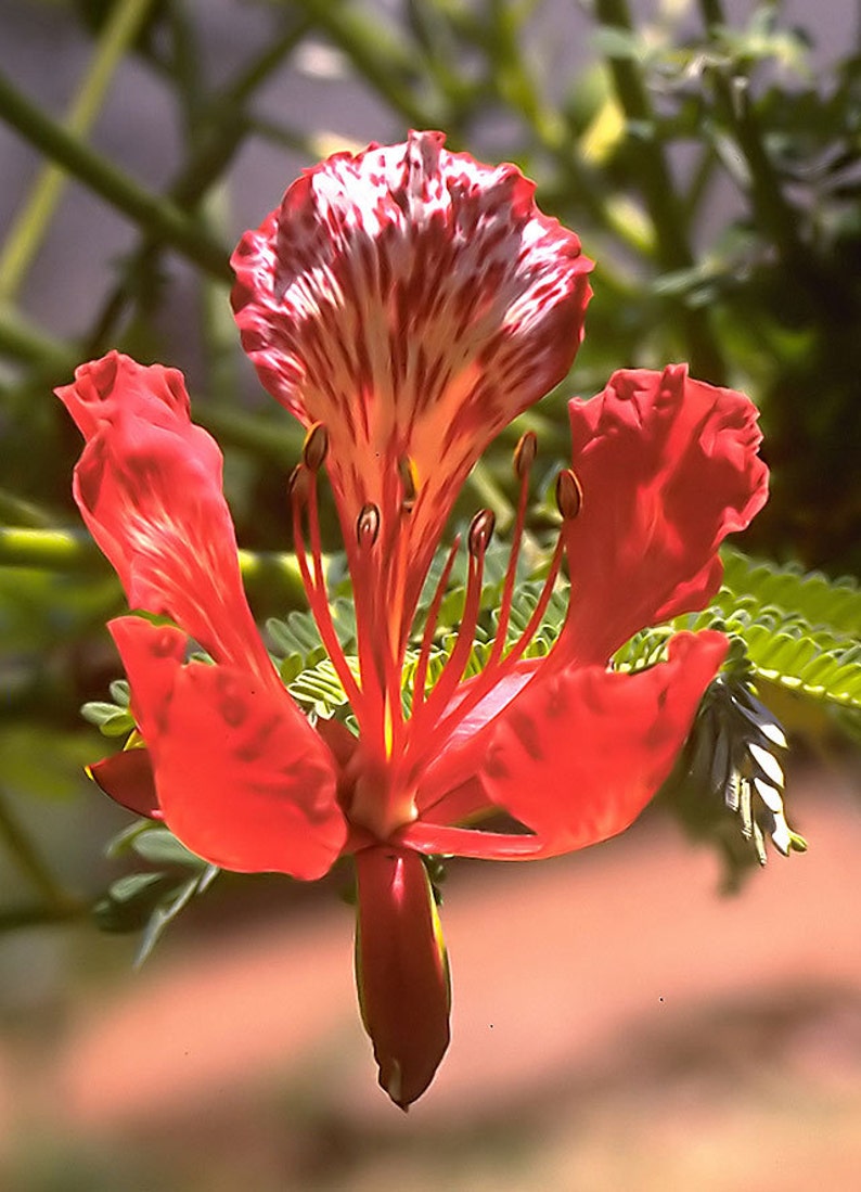 Delonix regia Royal Poinciana Flamboyant Flame Tree Gulmohar 5_Seeds image 4